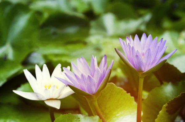 Violet White Lotus Flowers Green Leaves Pond — Stock Photo, Image