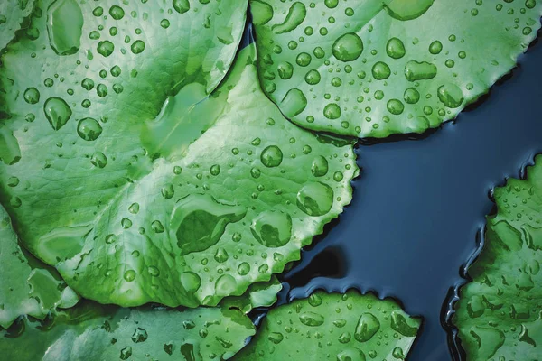 Raindrop Lotus Leaves Pond Texture Background — Stock Photo, Image