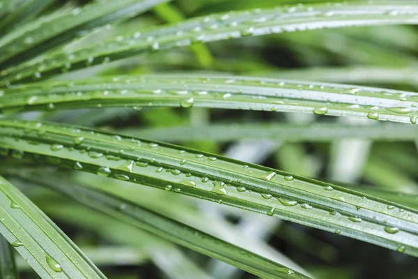 女性のマクロ雨やし 自然の背景 — ストック写真