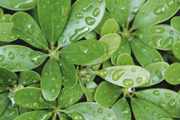 Esőcseppek Zöld Levelek Esős Évszak Természet Háttérben — Stock Fotó