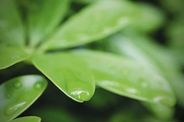 Macro Raindrops Green Leaves Rainy Season Nature Background — Stock Photo, Image