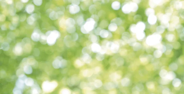 緑の葉の抽象的なぼやけた光ボケ味 自然の背景 — ストック写真