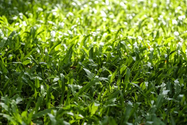 Fondo Textura Hierba Verde Con Luz Solar —  Fotos de Stock