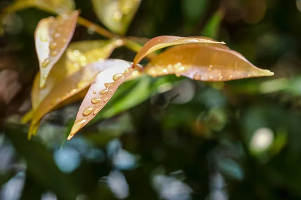 Μακροεντολή Από Σταγόνες Βροχής Πάνω Φύλλα Στο Βάθος Κήπος Φύση — Φωτογραφία Αρχείου