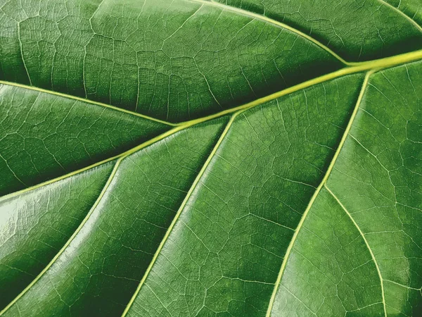 Macro Green Leaf Texture Background Nature Leaves — Stock Photo, Image