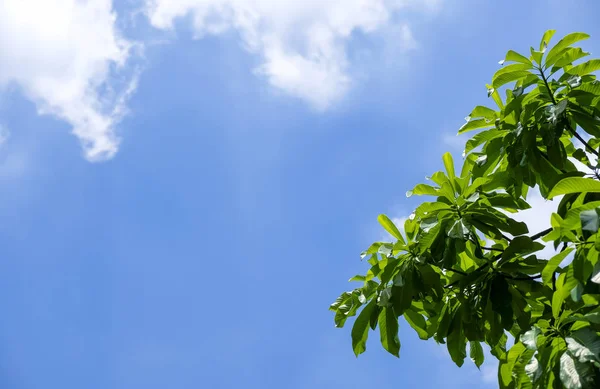 Mavi gökyüzü arka plan ağaç bahçe yeşil yaprakları — Stok fotoğraf