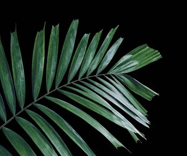 Foglie Palma Verde Sfondo Nero Con Percorso Ritaglio — Foto Stock