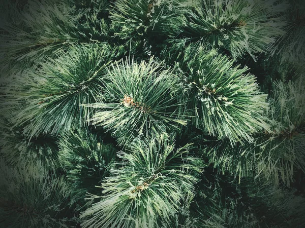 Christmas tree texture background
