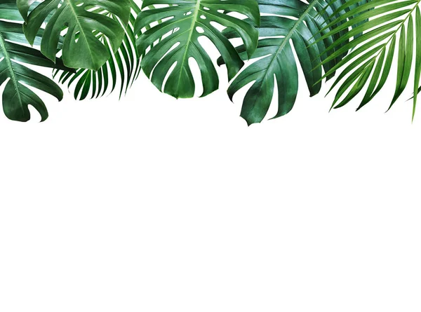 Sommer Tropische Blätter Auf Weißem Hintergrund Mit Kopierraum — Stockfoto