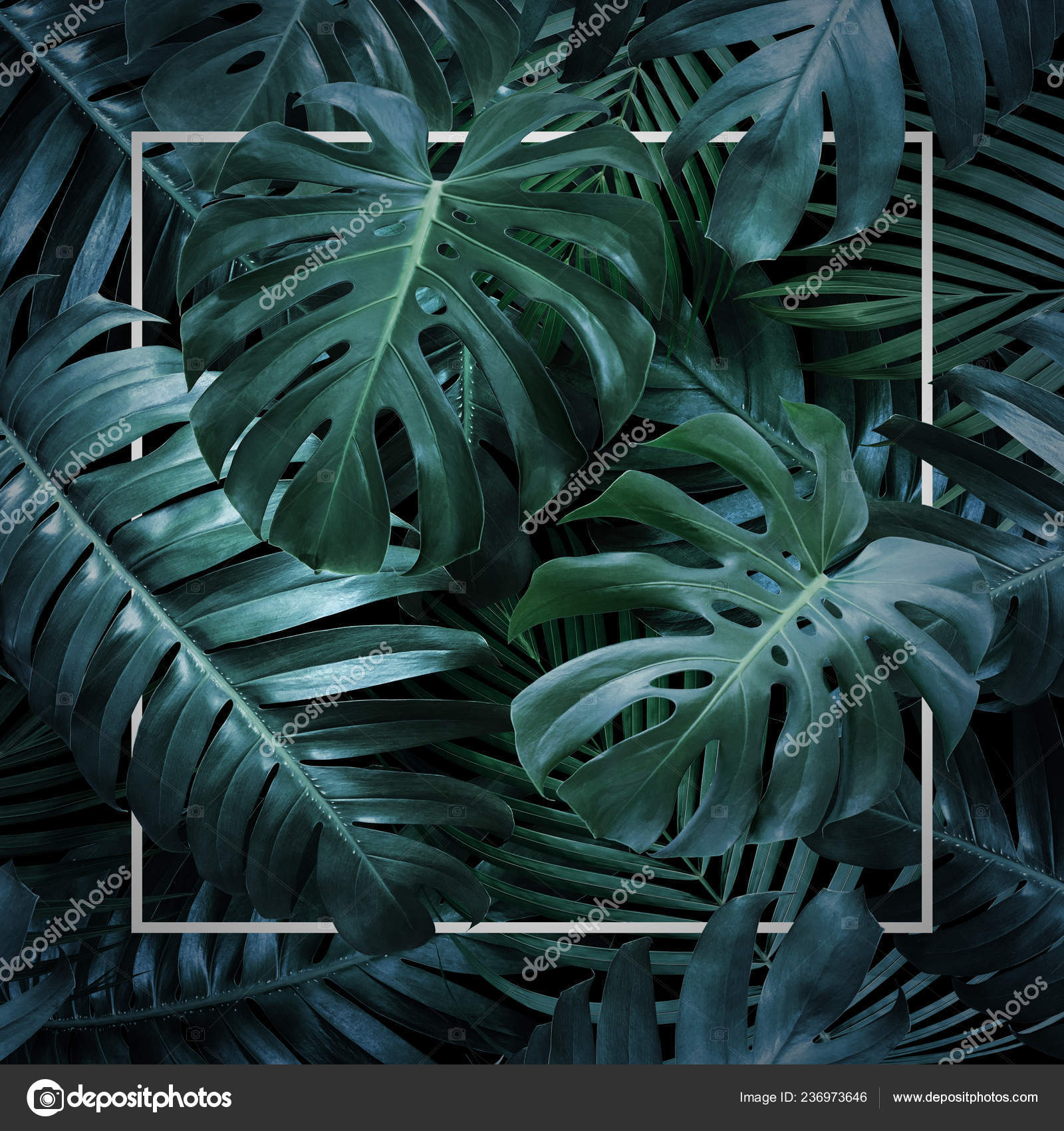 Summer tropical leaves on black background Stock Photo by ©Myimagine  236973646