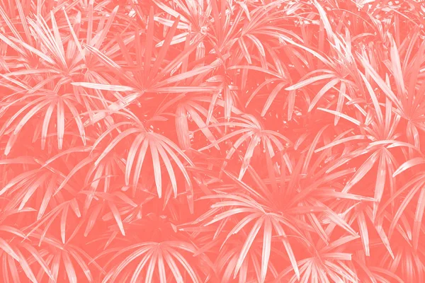 Lliving Korall Färg Lady Palm Bakgrund Pantone Årets 2019 — Stockfoto