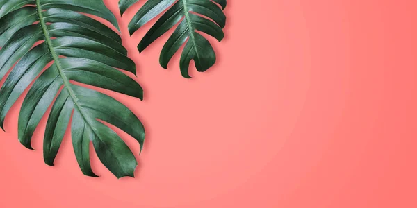 Philodendron Tropischen Blättern Auf Korallenfarbe Hintergrund Minimal Sommer — Stockfoto