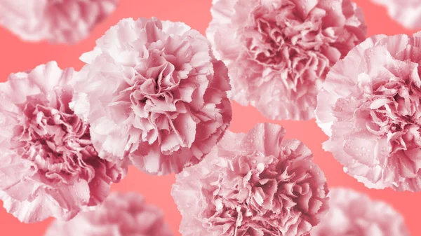 Carnation Flowers Coral Color Background — Stockfoto