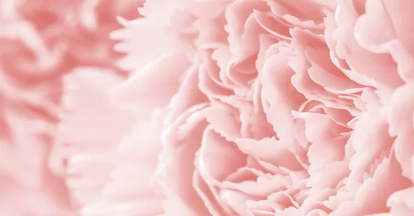 Macro Carnation Bloem Zachte Achtergrond Koraal Kleur Stijl — Stockfoto