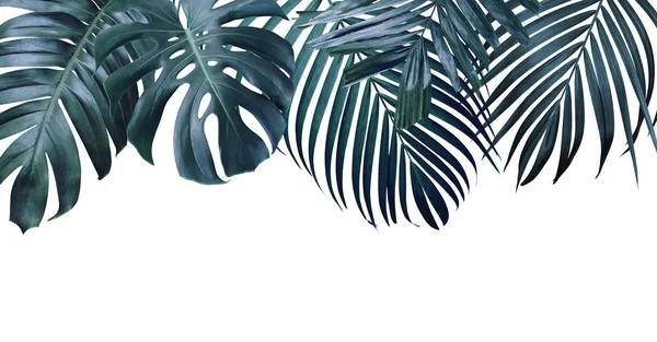 Літні Тропічні Листя Білому Тлі — стокове фото