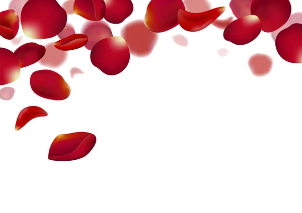 Červené Růže Lístky Které Spadají Bílém Pozadí Vektorové Ilustrace — Stockový vektor