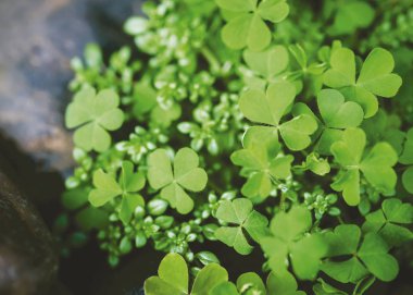 Makro yapraklı yonca bahçesinde