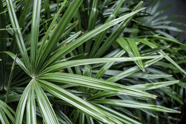 Folhas tropicais fundo de Rhapis excelsa ou palmeira senhora no jardim — Fotografia de Stock