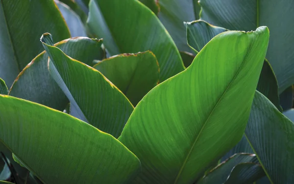 Tropical leaves background