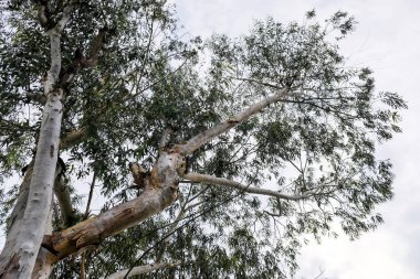 Bahçede okaliptüs ağacı