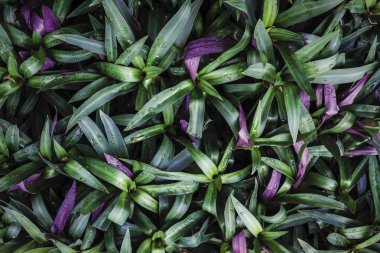 Bahçedeki Ağaç Arka plan bırakır