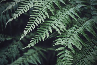 Lady eğrelti otu bitkiler veya bahçede Athyrium filix-femina
