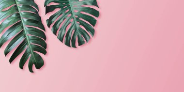 Tropikal pembe renk arka plan minimal yaz monstera ve philodendron yaprakları
