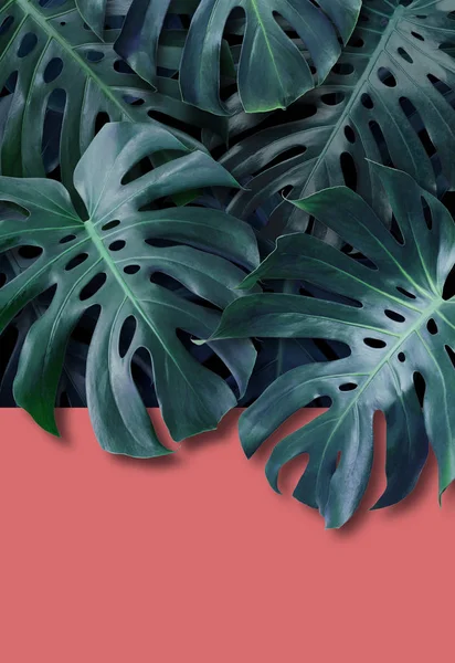 Monstera deliciosa tropical leaves banner background