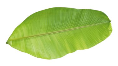 Kırpma yolu ile beyaz arka plan üzerinde izole muz yaprakları