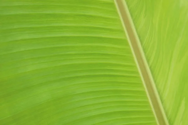 Makró banán lombozat textúra háttér — Stock Fotó