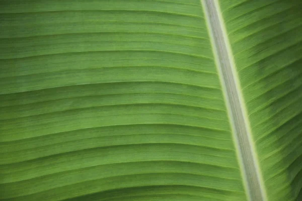 Macro banana folhagem textura fundo — Fotografia de Stock