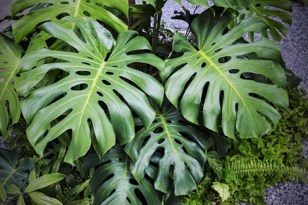 Monstera deliciosa planten in de tuin tropische bladeren achtergrond — Stockfoto