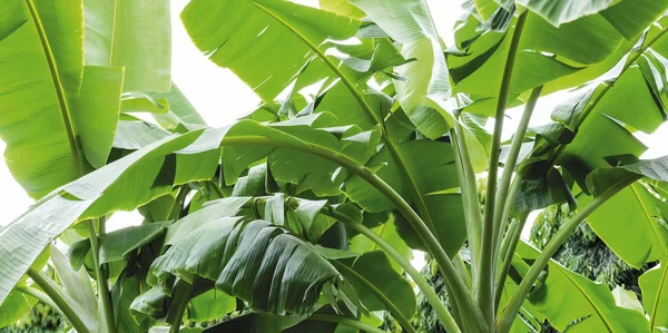 Bananier dans le jardin Feuilles tropicales de fond — Photo