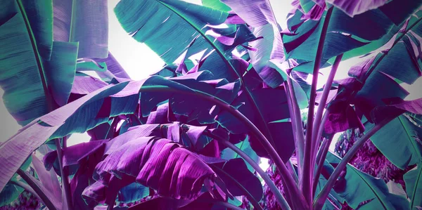 Abstrato banana folhas fundo neon cor — Fotografia de Stock