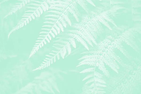 Lady fern plants in the garden Neo mint pantone pastel color background