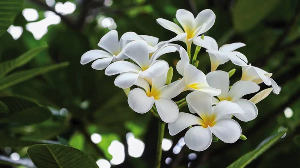 Kwiaty Frangipani lub Plumeria w ogrodzie — Zdjęcie stockowe