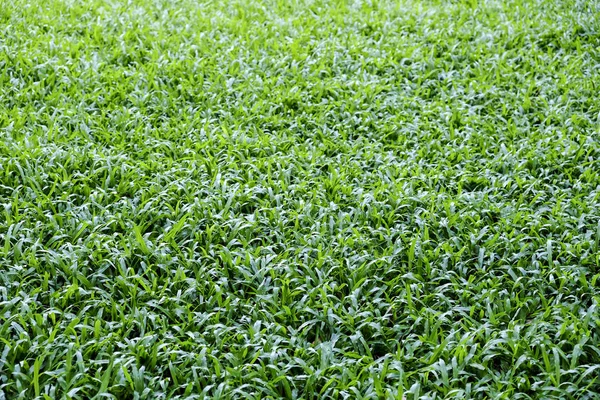 Malaysia grass texture background — Stock Photo, Image