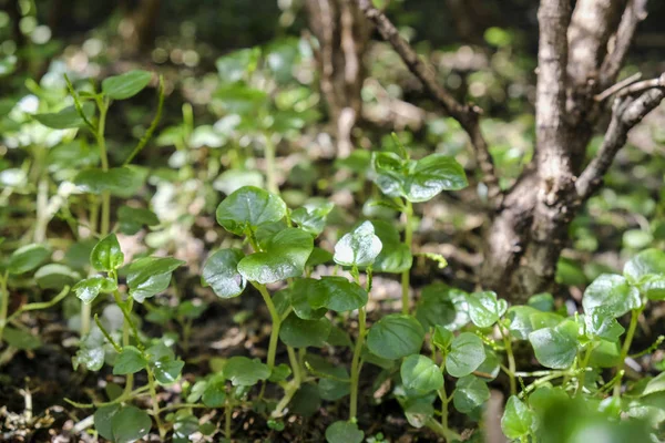 Peperomia o Shiny lasciare in giardino — Foto Stock