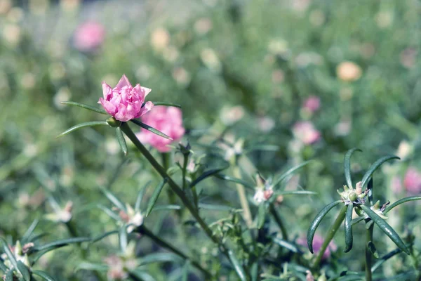 Floare Purslane obișnuită în grădină — Fotografie, imagine de stoc