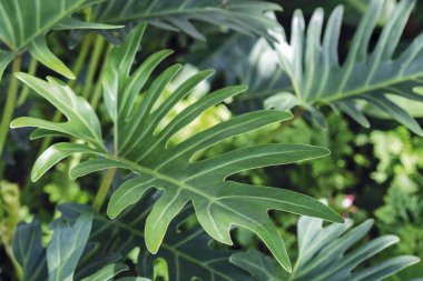 Philodendron Xanadu bahçede