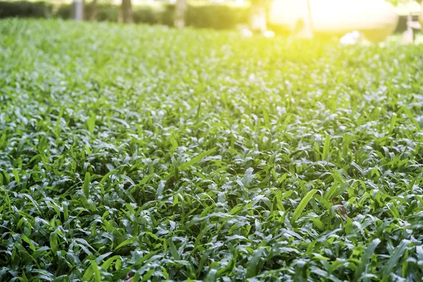 Malesia erba in giardino con luce solare — Foto Stock