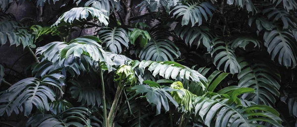 Philodendron no jardim Folhas tropicais fundo — Fotografia de Stock
