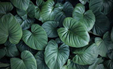 Bahçede Perma Press Homalomena