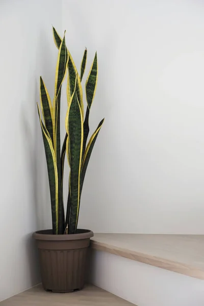 Sansevieria lub roślina węży na schodach w domu — Zdjęcie stockowe
