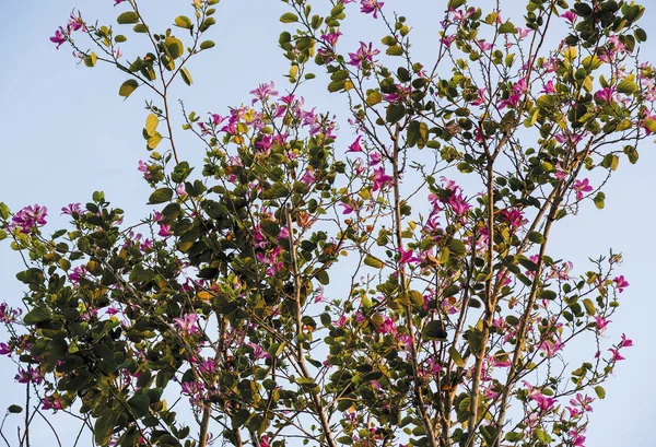 Λουλούδια Chongkho στον κήπο — Φωτογραφία Αρχείου