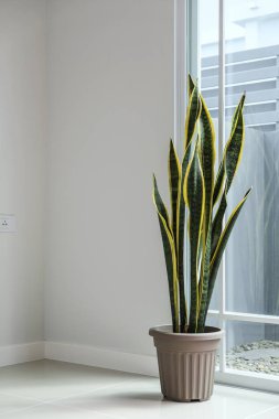 Sansevieria veya evdeki yılan fabrikası