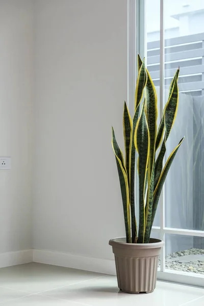 Sansevieria o planta de serpientes en casa — Foto de Stock