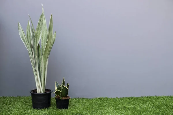 Sansevieria o planta de serpiente en maceta con espacio para copiar — Foto de Stock