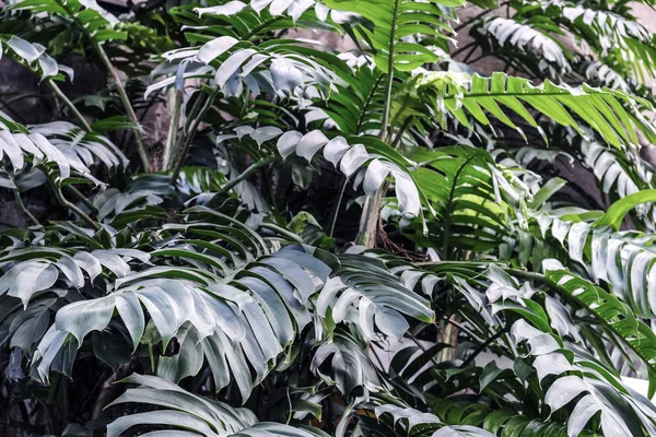 Philodendron no jardim Folhas tropicais fundo — Fotografia de Stock