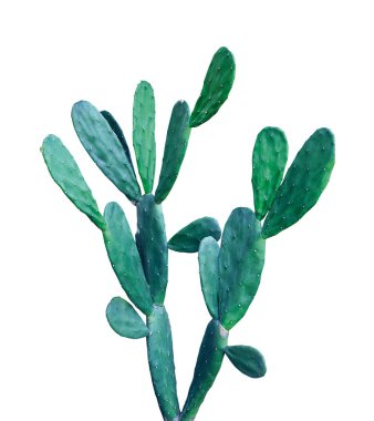 Opuntia kaktüsü kırpma yolu ile beyaz arkaplanda izole edildi